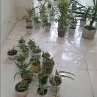 گل آلورا|گل و گیاه طبیعی|رشت, فلسطین|دیوار