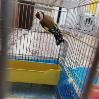 سهره قفسی سرتور