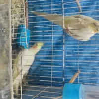 جفت عروس هلندی کار داده