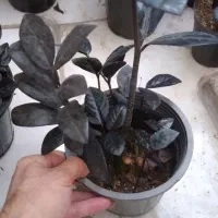 زاموفیلیا زاموفولیا بلک|گل و گیاه طبیعی|مشهد, هنرور|دیوار