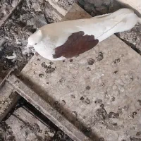 یی کت نرغریب گرفتم