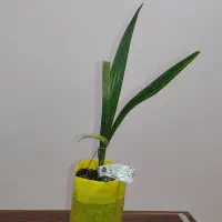 نخل های کشت بافتی ، منحصر به فرد|گل و گیاه طبیعی|شوشتر, |دیوار