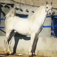 سیلمی ترک خالص