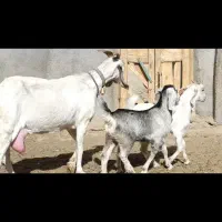 شاه بزسانن زاییده جوان3کیلوشیرچندقلوزاجنس بالایه|حیوانات مزرعه|کاشمر, |دیوار