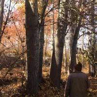 هرس و قطع درختان خشک با اره در کمترین زمان ممکن|خدمات باغبانی و درختکاری|مشهد, اروند|دیوار