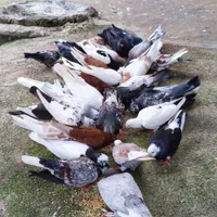 کبوتر کفتر فروشی