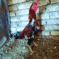 خروس لاری