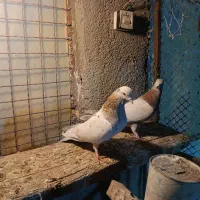 کبوتر دو عدد طوقی دو عدد سورر هما