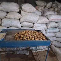 فروش بذرسیب زمینی|گل و گیاه طبیعی|اردبیل, |دیوار