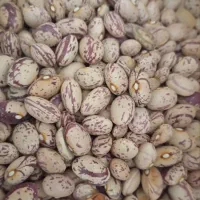 لوبیاچیتی سرحد اقلید قیمت مناسب و‌نقد