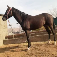 اسب ترکمن آخال تکه به رنگ سیاه ۵ ساله