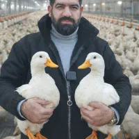 جوجه اردک - ارسال سراسر کشور