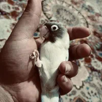 برزیلی نر فیشر نیمه دستی