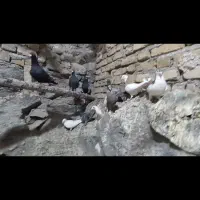 کبوتر قاطی کار درست|پرنده|تربت‌حیدریه, ده پائین|دیوار