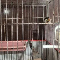 سهره|پرنده|ایذه, |دیوار