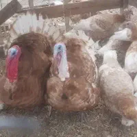 جوجه یکروزه ویکماهه زینتی وصنعتی