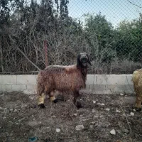 میش گوسفند