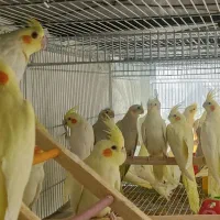 عروس هلندی پرورشگاه طوطیسان|پرنده|خمینیشهر, |دیوار