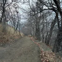 پیادروی