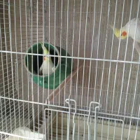 یک جفت لوتینو تخم گذار با باکوزه تخم گذاری|پرنده|کرج, فاز ۲ مهرشهر|دیوار