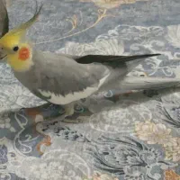 عروس هلندی نر با قفس