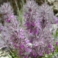 کلک خرگوشه یا چای کوهی