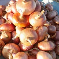 پیاز محلی دهگلان