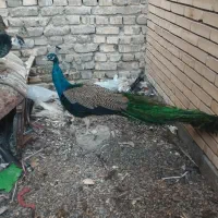 فروش پرنده زینتی طاووس|پرنده|کشکوئیه, |دیوار