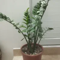 فروش گل|گل و گیاه طبیعی|مشگین شهر, |دیوار