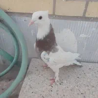 کبوتر طوقی