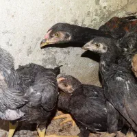 جوجه لاری|حیوانات مزرعه|کرمانشاه, |دیوار