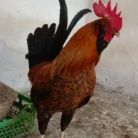 حیوانات محلی