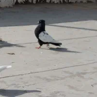 کبوتر رنگی پرشی