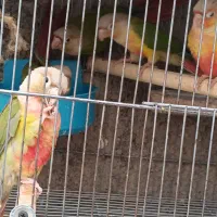 طوطی گرینچیک 3 ماهه دونخور تعویض با خورشیدی|پرنده|پاکدشت, حصار امیر|دیوار