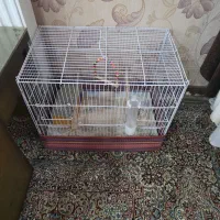 قفس پرنده|لوازم جانبی حیوانات|کرمان, |دیوار