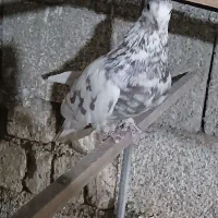 کبوتر|پرنده|طالقان, |دیوار