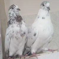 کبوتر   پرسیا شمرونی  زاغ دم سفید. پاکستانی