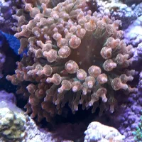 آبشور،گل ابشور،ابشور