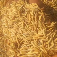 ۱کیسه شالی فجر سوزنی