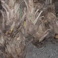 150تامضافتی بزرگ بیست سی کیلو خریدار تماس بگیره|خدمات باغبانی و درختکاری|سراوان, |دیوار