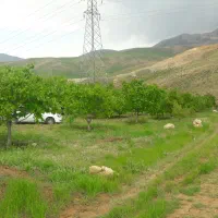 فروش-باغ