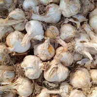 موسیر برا غذا و بذری برا کاشت|خوردنی و آشامیدنی|ساری, |دیوار