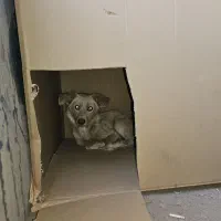 سگ پیدا شده واگذاری فوری به سرپرست خوب|حیوانات|مشهد, رباط طرق|دیوار