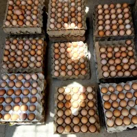 تخم مرغ محلی گلپایگانی اصل|خوردنی و آشامیدنی|خرامه, |دیوار