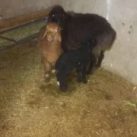 میشو بره نر پاشه یک عدد بره ماده لنگه سه قلو|حیوانات مزرعه|داراب, |دیوار