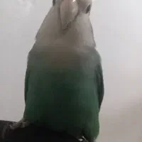 پرنده گم شده