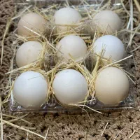 تخم مرغ محلی و تخم مرغ نطفه دار