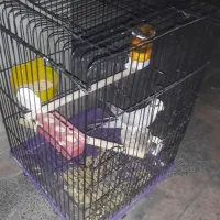 عروس هلندی ومرغ عشق|پرنده|ملارد, |دیوار