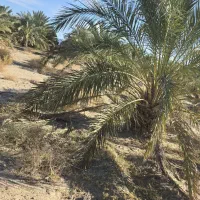 فروش-نخل