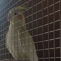 دوعدد عروس هلندی